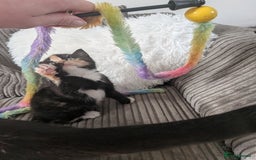 Domestic Shorthair cats for sale: 3 loveable female kittens ready mid October  - Image 3