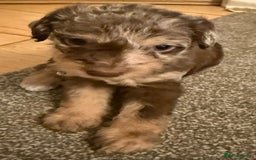 Jackapoo dogs for sale: Adorable Jackapoo puppies - Image 5