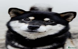 Japanese Shiba Inu dogs for sale: Japanese Shiba Inu Puppies-health tested ch blood - Image 8