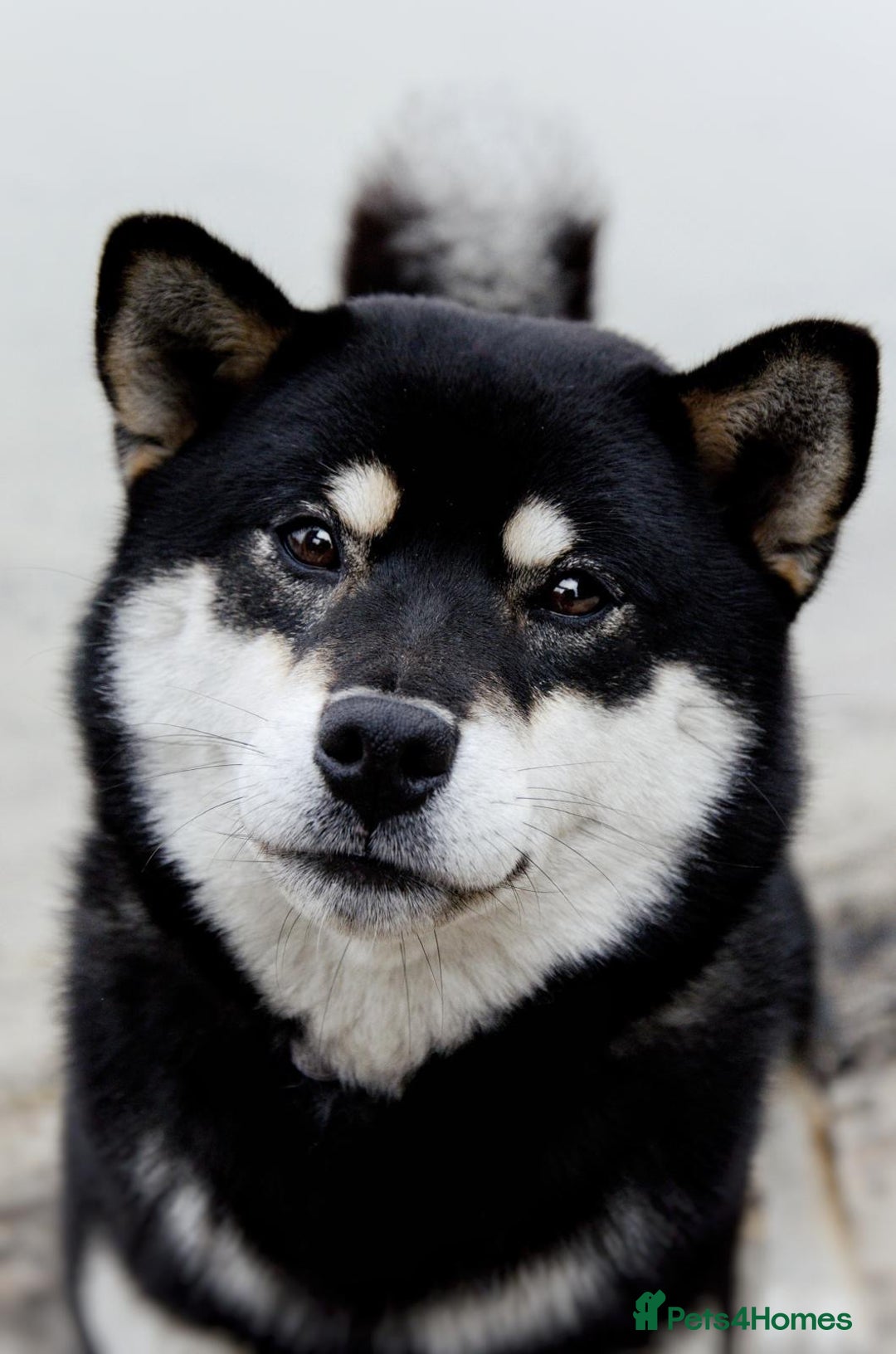 Japanese Shiba Inu dogs for sale: Japanese Shiba Inu Puppies-health tested ch blood - Image 8