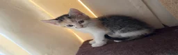 Domestic Shorthair cats for sale: Cute little fluffy kittens for sale  in Birmingham - Advert 6