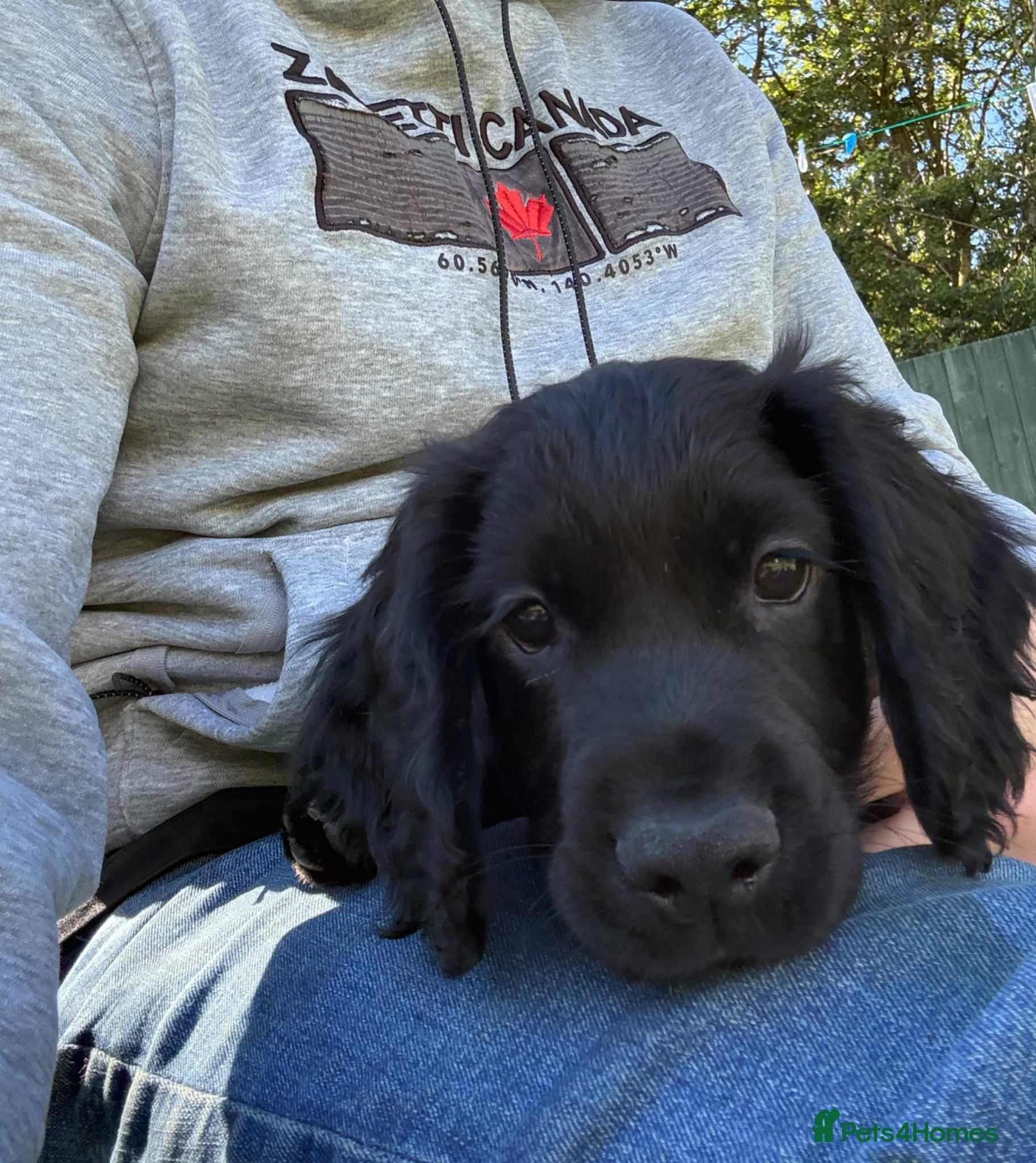 Cocker Spaniel dogs for sale: Beautiful cocker spaniel puppies *3 left* - Advert 1