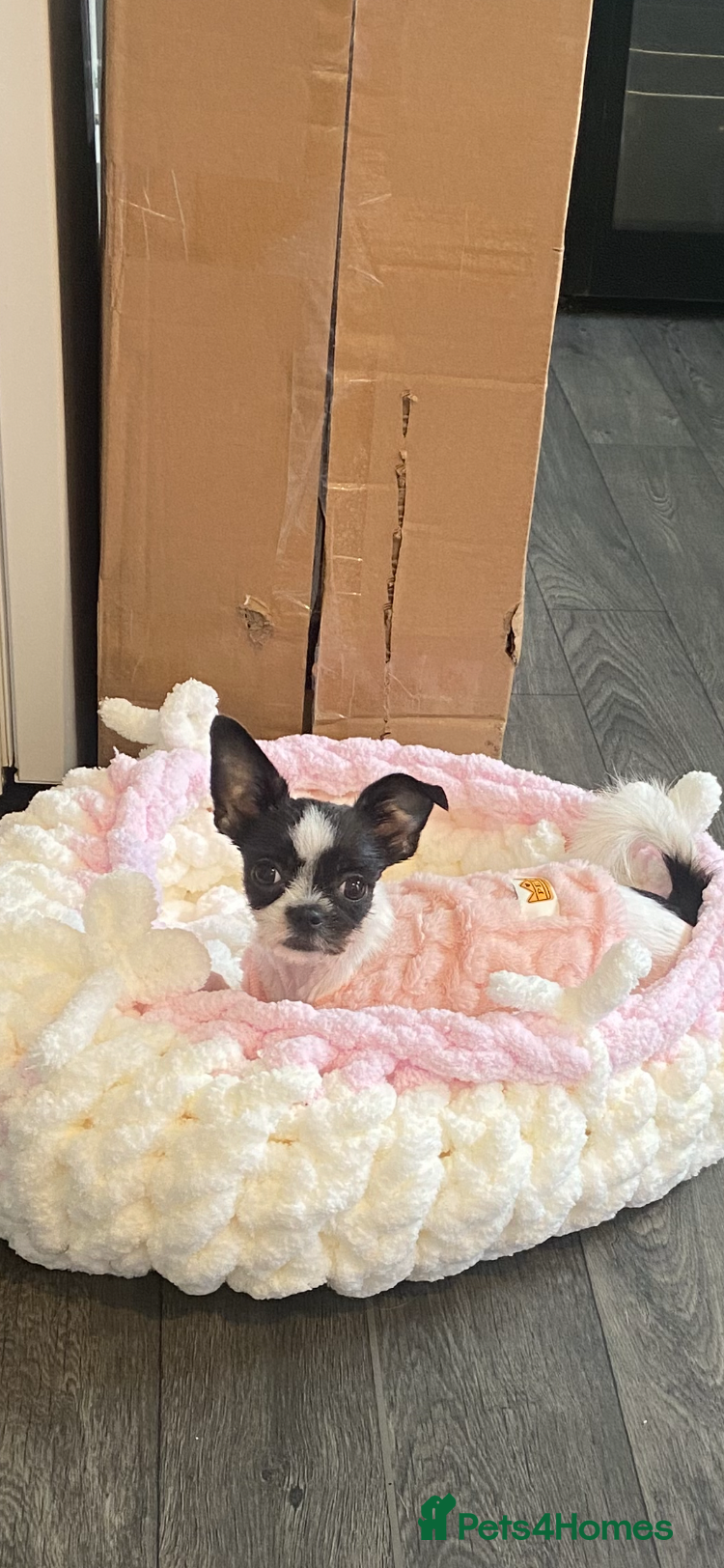 Chorkie dogs Chihuahua mix  - Advert 1