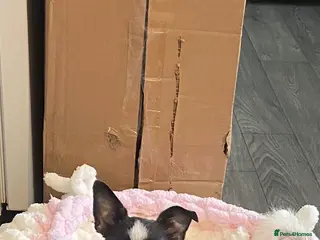 Chorkie dogs Chihuahua mix - Advert 1