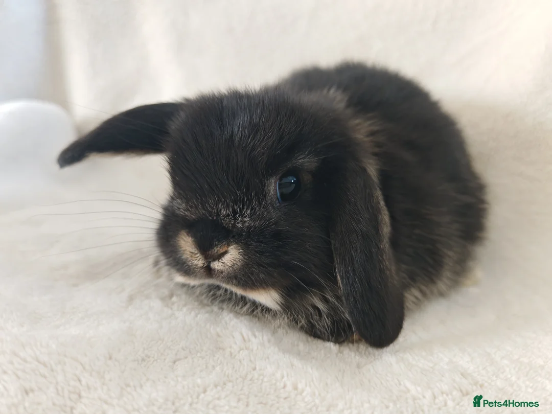 Mini Lop rabbits for sale: Beautiful Mini Lop Babies  - Advert 4