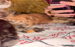 Maine Coon cats for sale: 3 Maine Coon kittens  - Advert 15