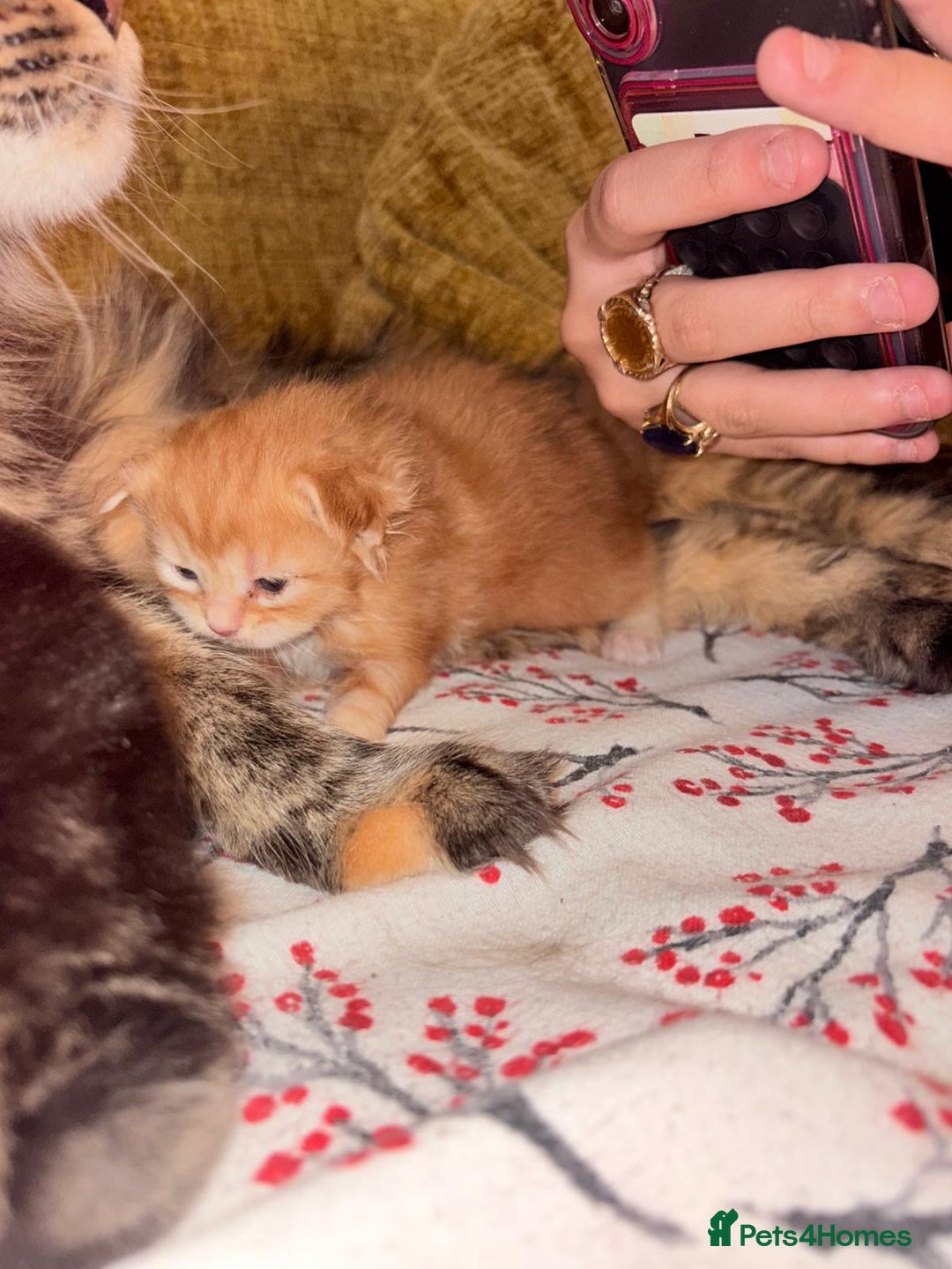 Maine Coon cats for sale: 3 Maine Coon kittens  - Advert 15