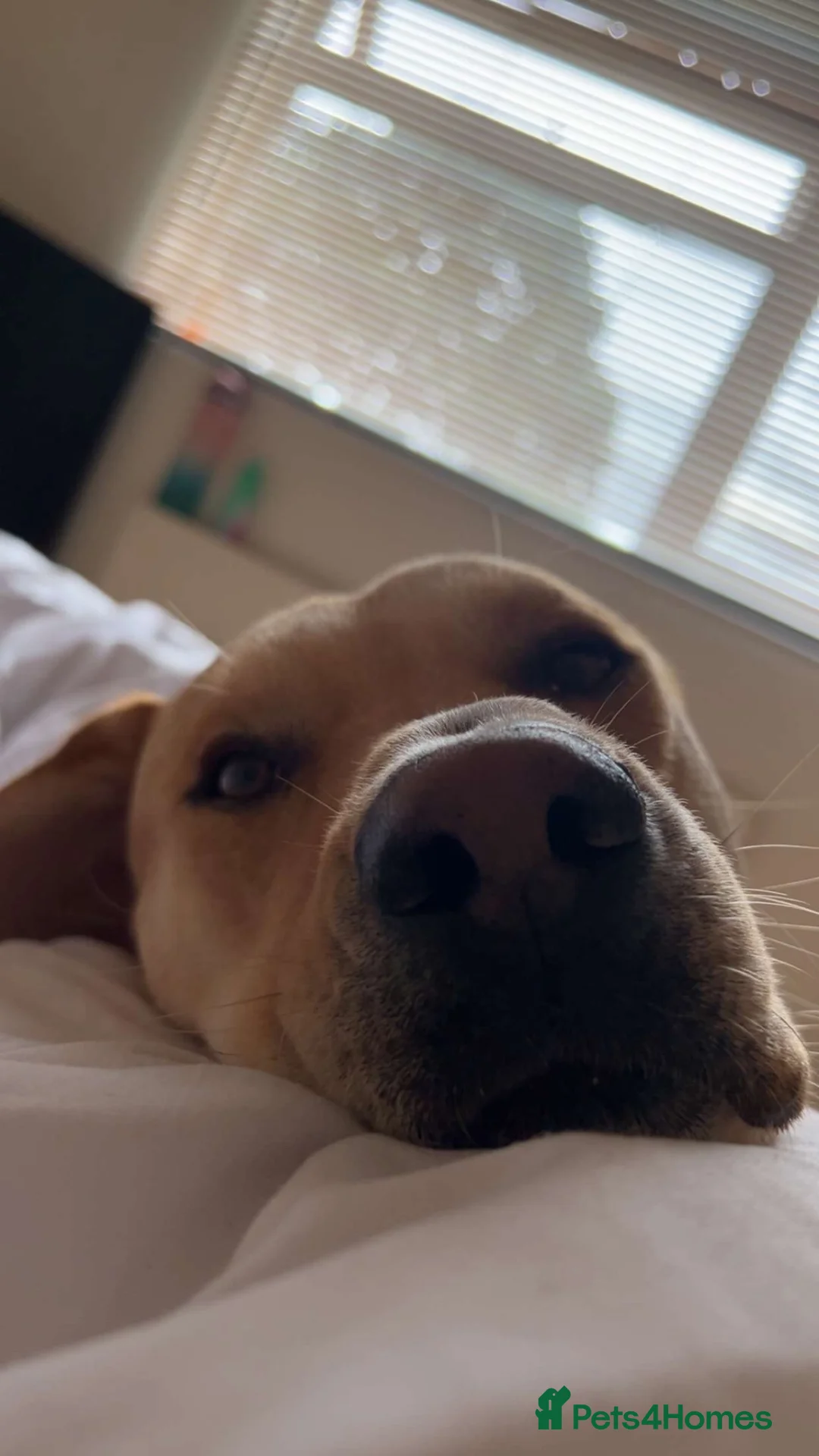 Mixed Breed dogs for sale: Custard - Advert 3