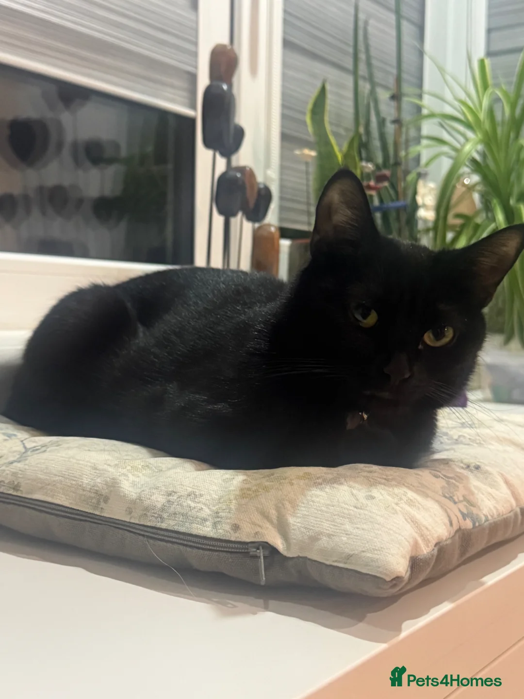 Domestic Shorthair cats for sale: Kittens for sale in Dunstable - Advert 12