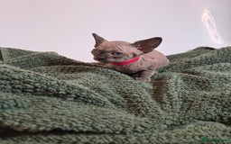 Sphynx cats for sale: Sphynx kittens  - Image 7