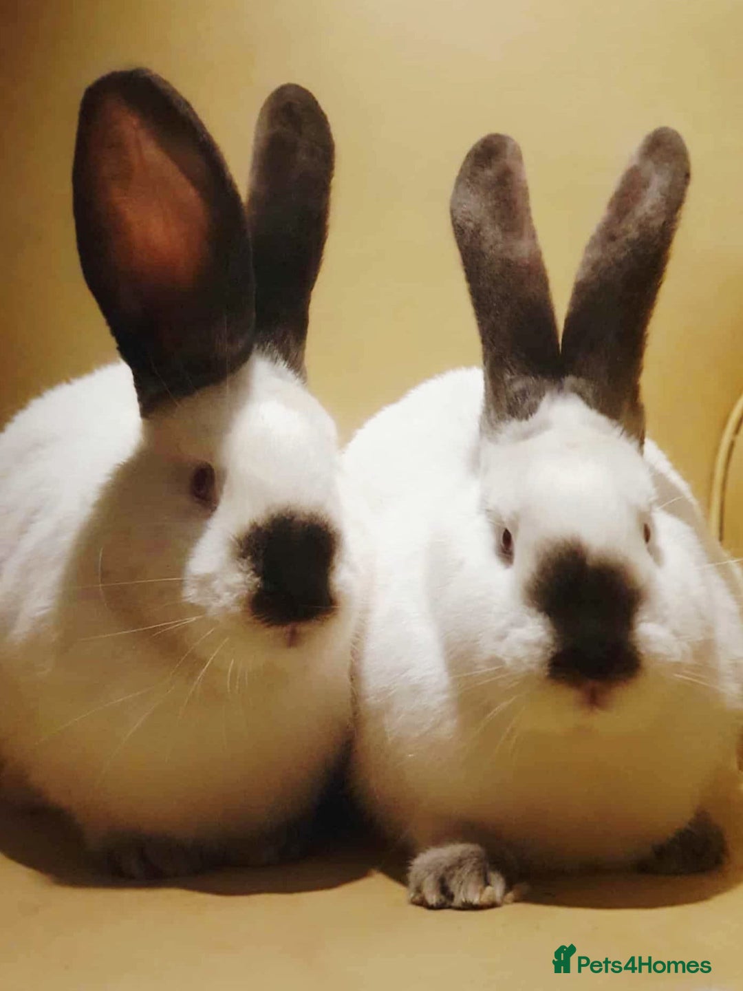 Continental Giant rabbits for sale: Pure breed giants  - Advert 1