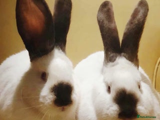 Continental Giant rabbits Pure breed giants - Advert 6