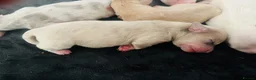 Pomchi dogs for sale: Pomchi girls and boys  - Advert 14