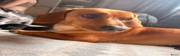 Mixed Breed dogs for sale: Sweenie  - Advert 5