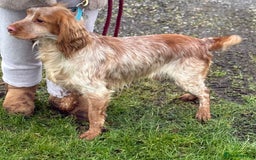 Cocker Spaniel dogs for stud: Working cocker Spainel standing at stud  in Royston - Image 2