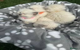 Ragdoll cats for sale: Beautiful Ragdoll kittens  - Image 9