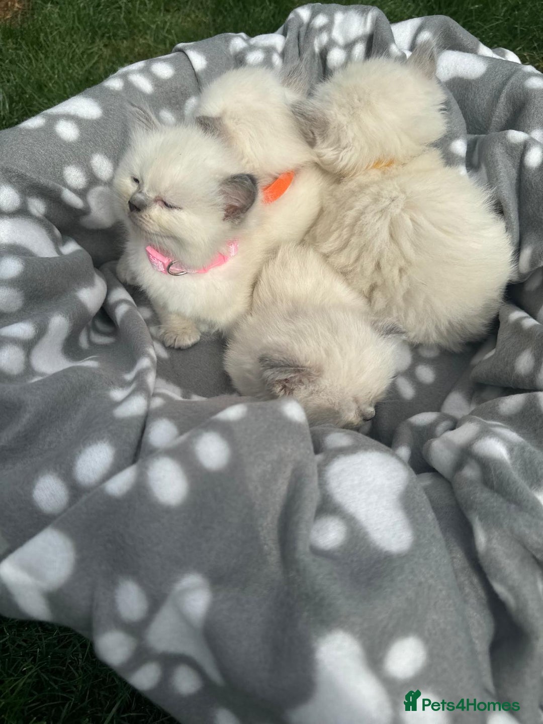 Ragdoll cats for sale: Beautiful Ragdoll kittens  - Image 9