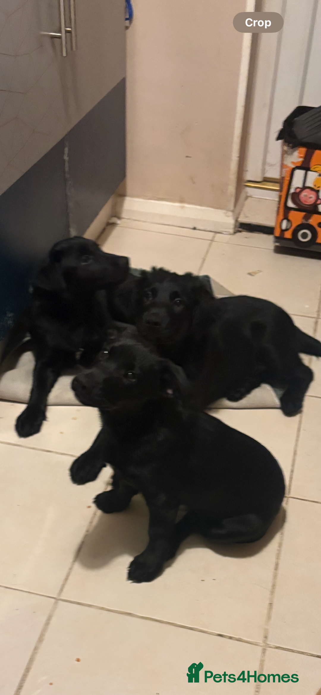 Goldador dogs for sale: Goldador puppies ready for rehome now!  - Advert 6