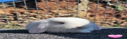 Mini Lop rabbits for sale: Vaccinated Mini Lops  - Advert 3