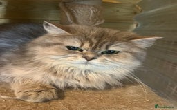 British Longhair cats for sale: Gorgeous female British Longhairs - Image 1