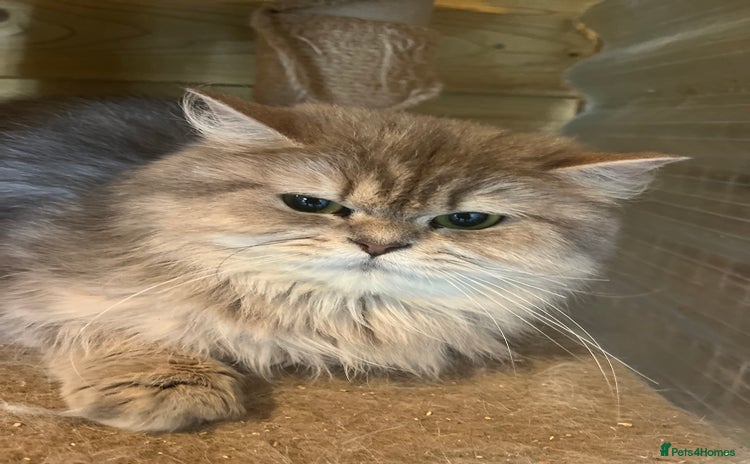 British Longhair cats - Advert 9