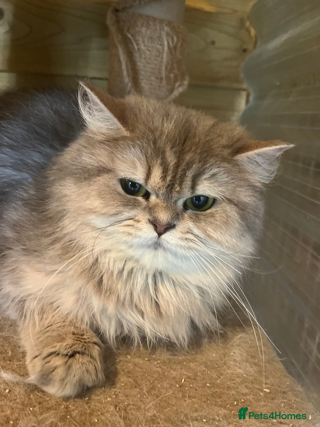 British Longhair cats for sale: Gorgeous female British Longhairs - Image 1