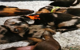 Miniature Dachshund dogs for sale: 5 beautiful miniature dachshund pups for sale - Image 6