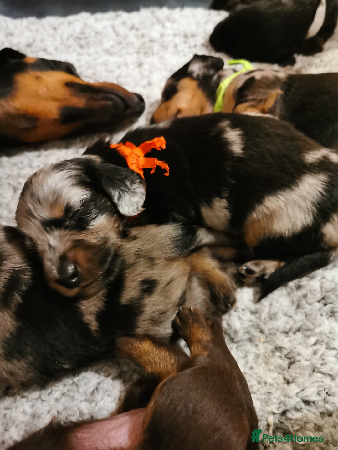 Miniature Dachshund dogs for sale: 5 beautiful miniature dachshund pups for sale - Image 6