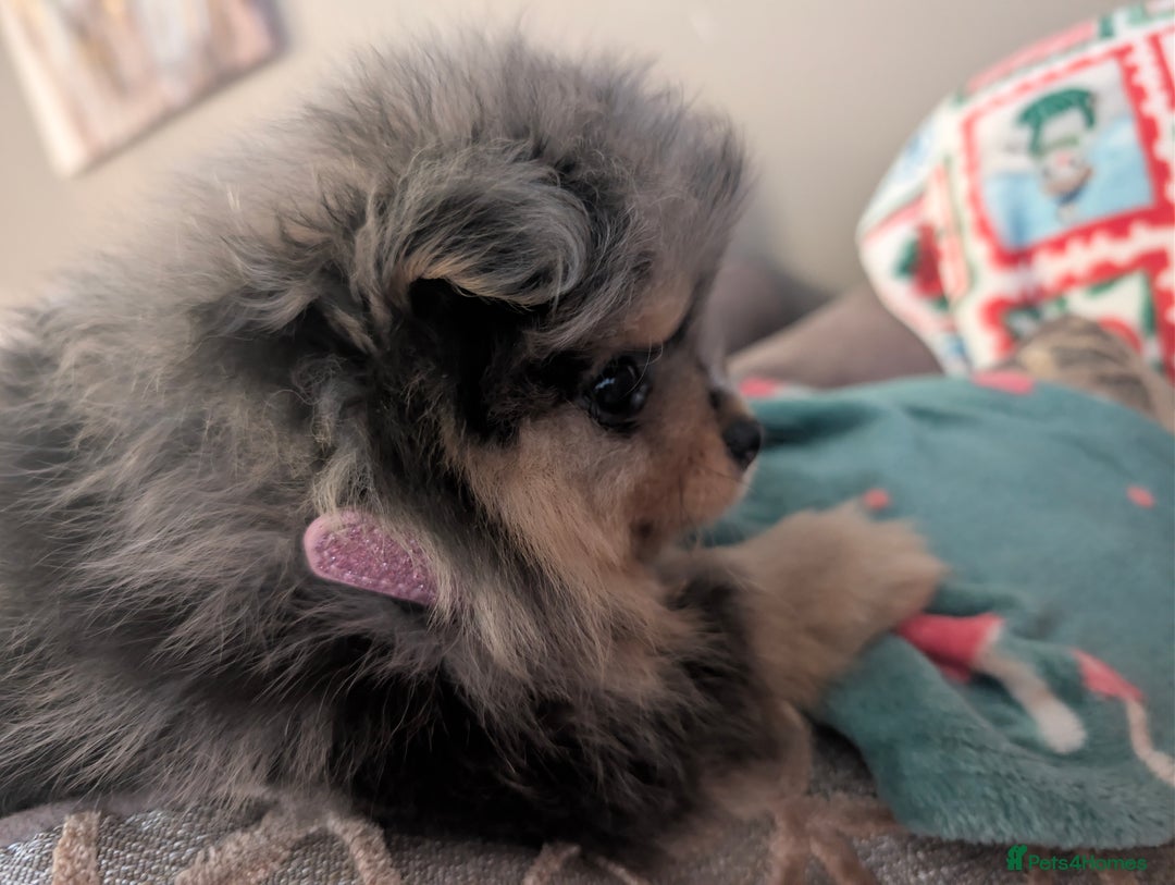 Pomeranian dogs for sale: Pomeranian girl puppy  - Advert 4