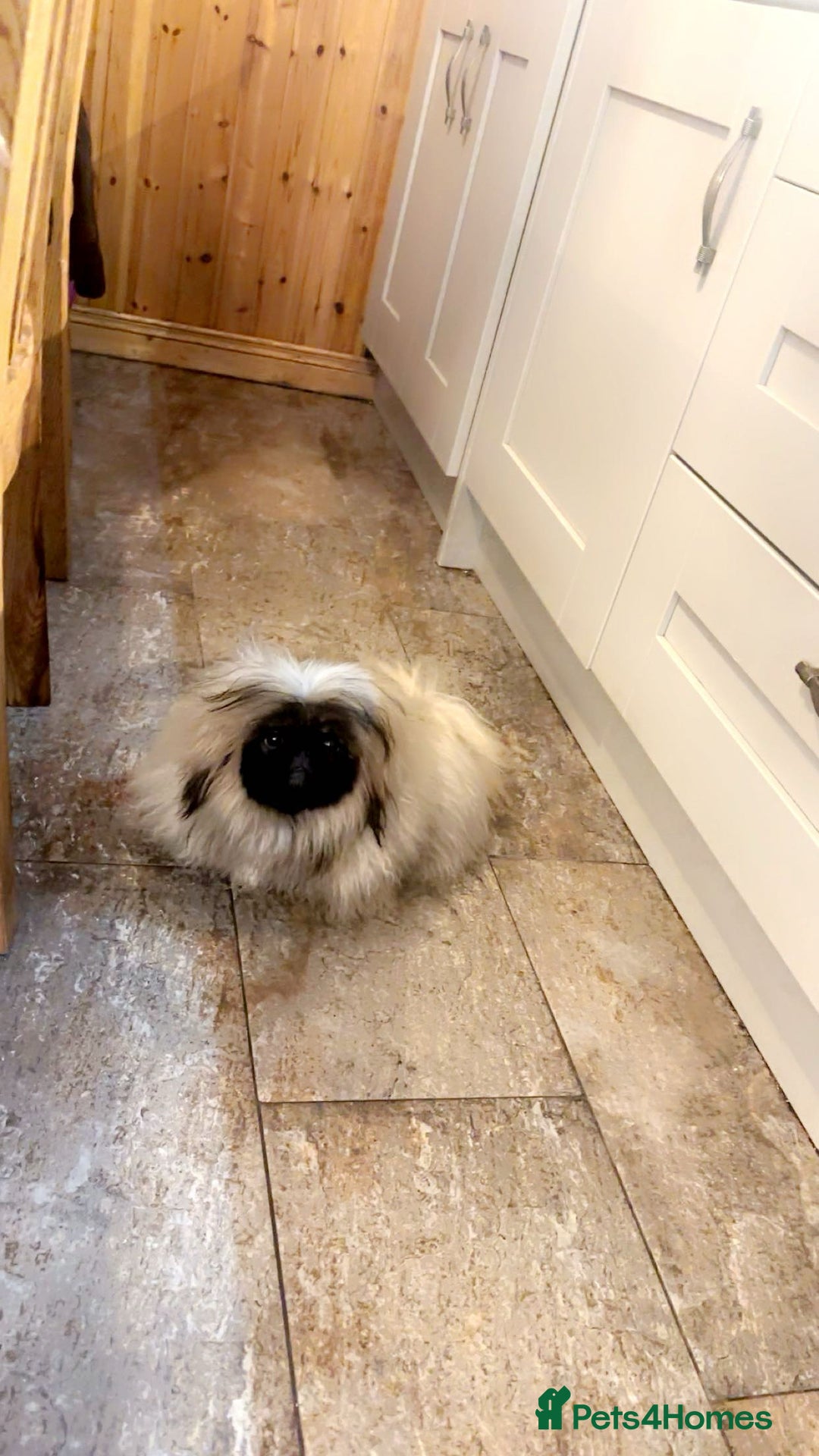 Pekingese dogs for sale: High quality Pekingese puppies  - Advert 16