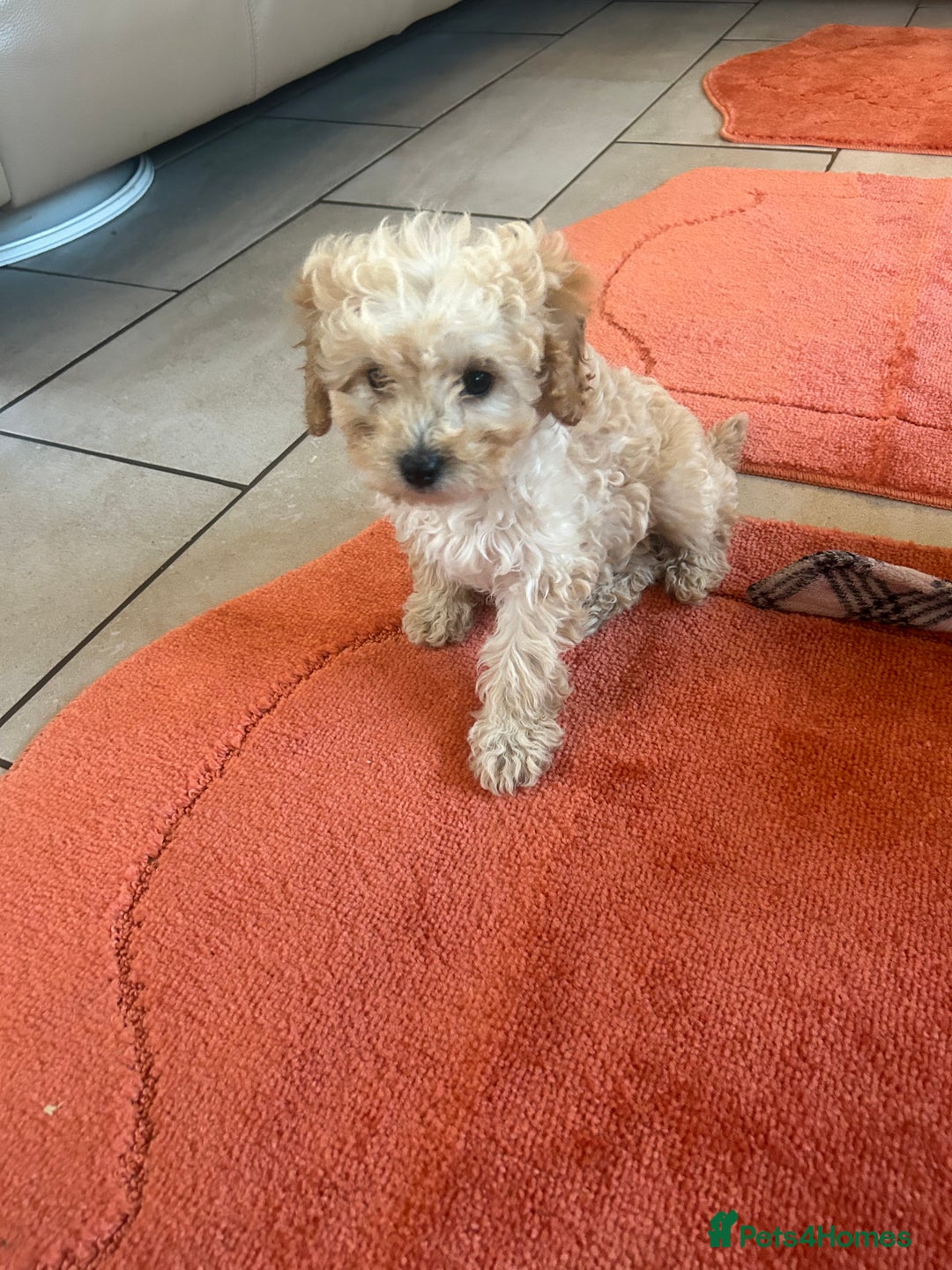 Cavapoo dogs for sale: Beautiful cavapoos  - Advert 5