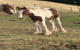 Irish Cob horses for sale: Chunky Chesney - Skewbald Colt  - Image 8