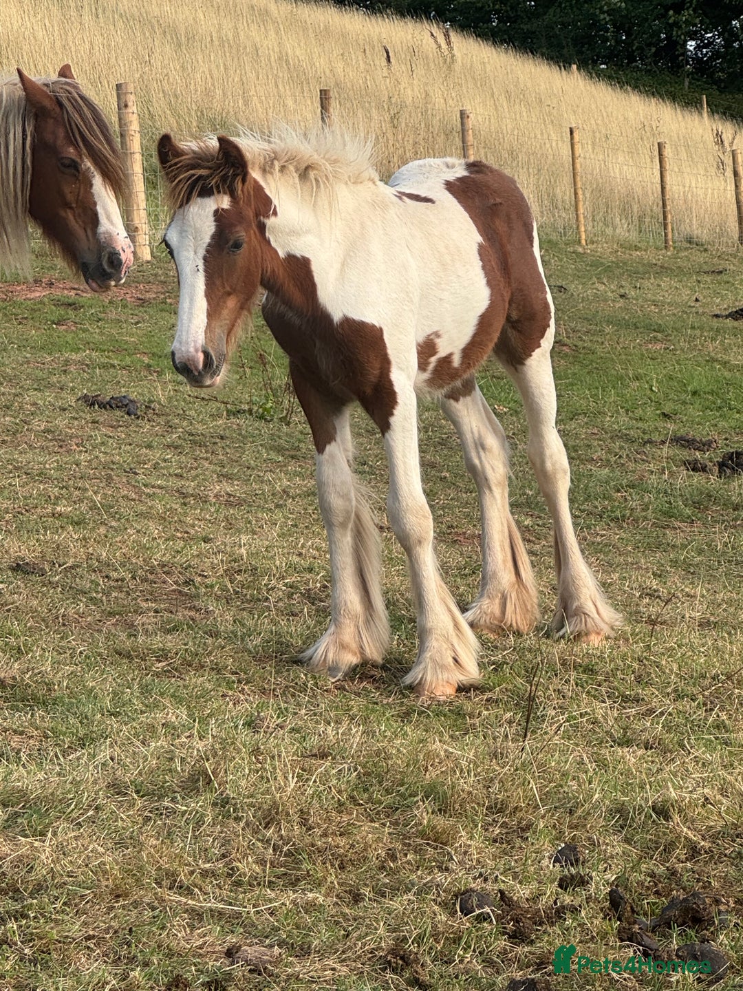 Irish Cob horses for sale: Chunky Chesney - Skewbald Colt  - Image 8