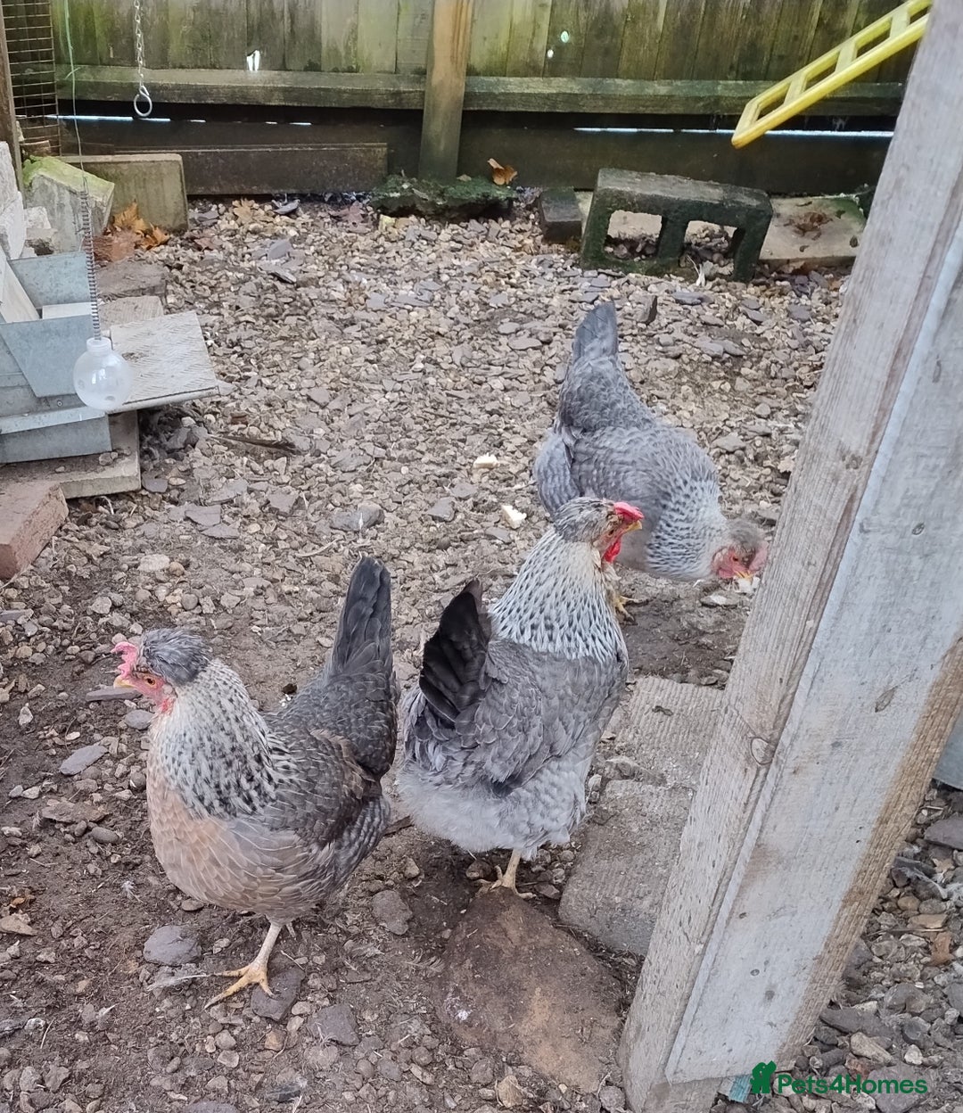 Chickens poultry for sale: Cream Legbar Hens Pol will Lay Blue Eggs - Advert 3