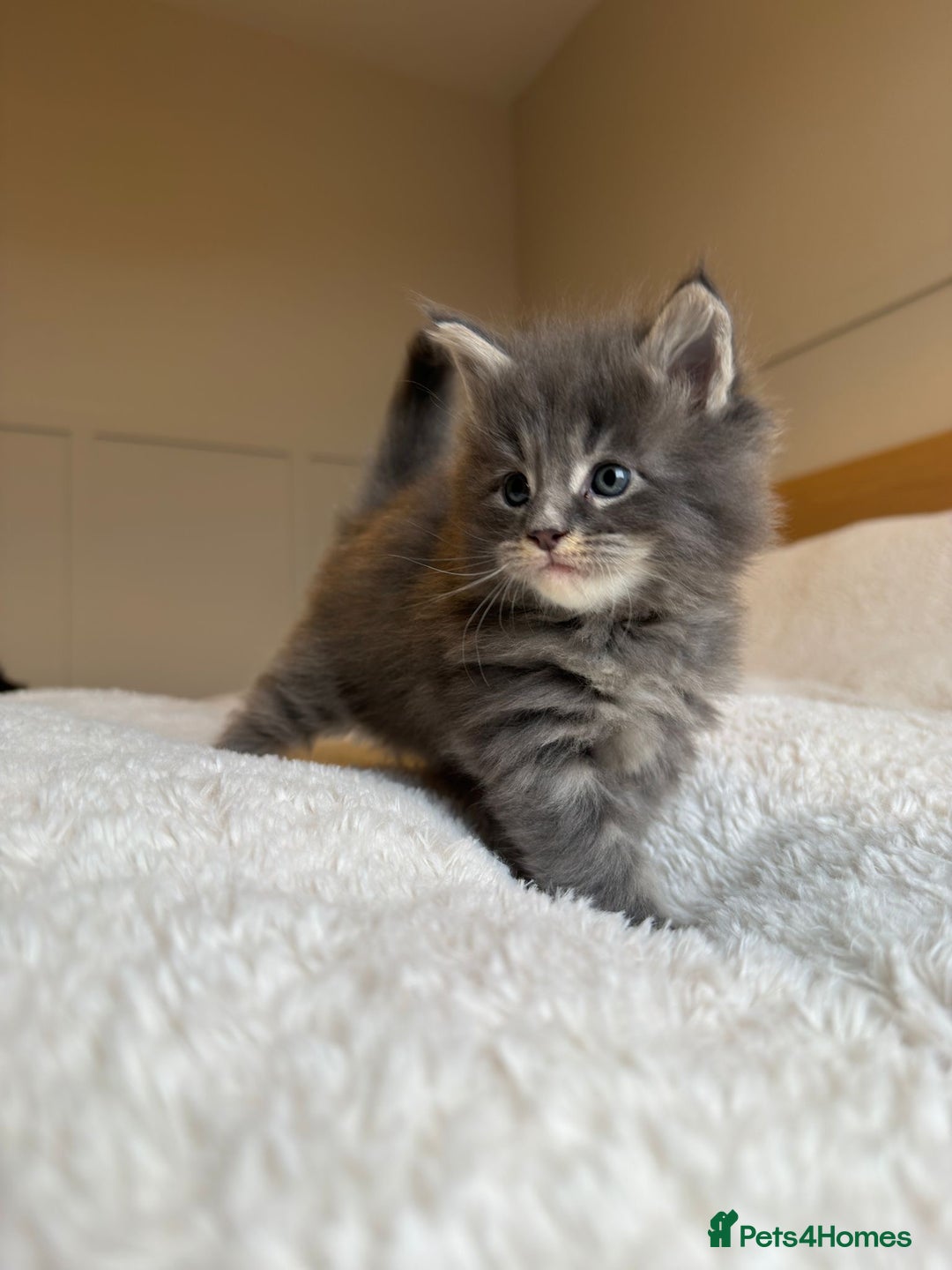 Maine Coon cats for sale: 5 Main Coon Kittens  - Advert 4