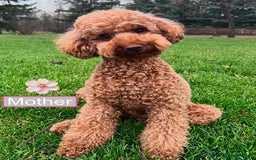 Toy Poodle dogs for sale: Charming Toy Poodle Puppies Ready for Their Homes - Image 7