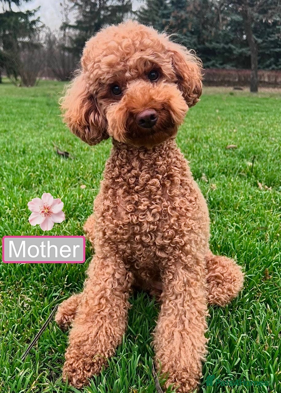 Toy Poodle dogs for sale: Charming Toy Poodle Puppies Ready for Their Homes - Image 7