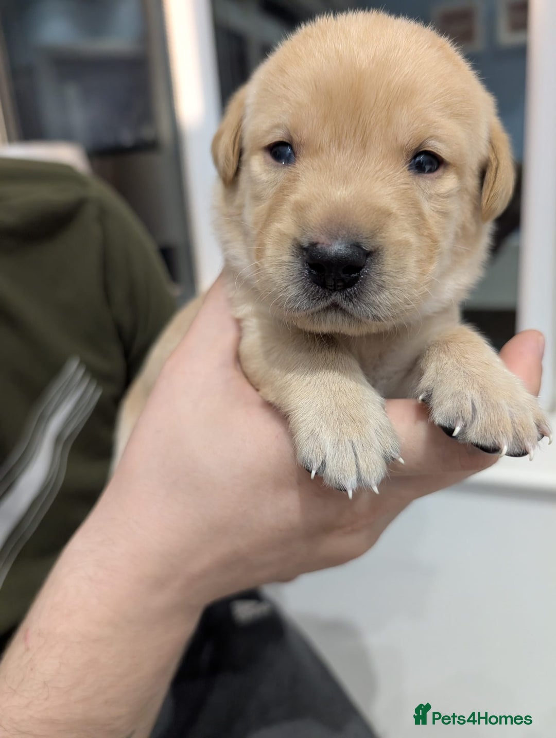 Labrador Retriever dogs for sale: Beautiful Labrador puppys  - Image 17