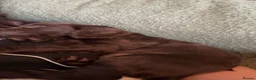 Cockapoo dogs for sale: Only 2 girls left! Gorgeous Cockapoo Puppies 🐾 - Advert 30