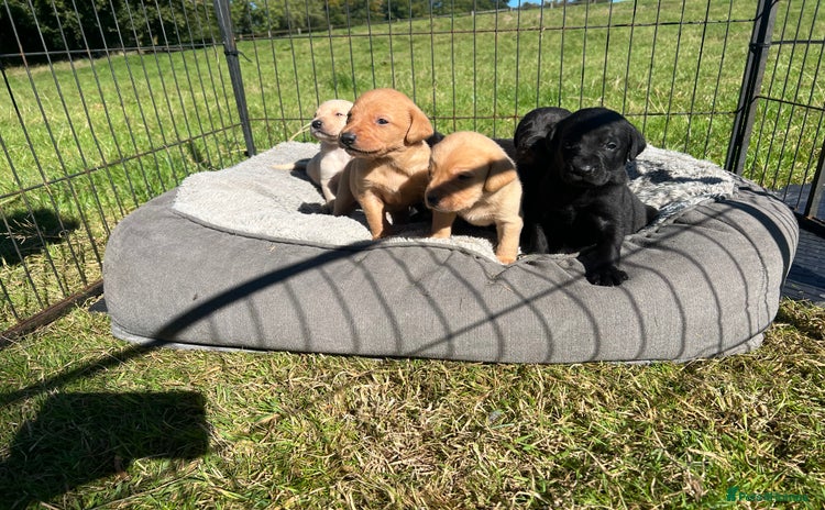 Labrador Retriever dogs - Advert 12
