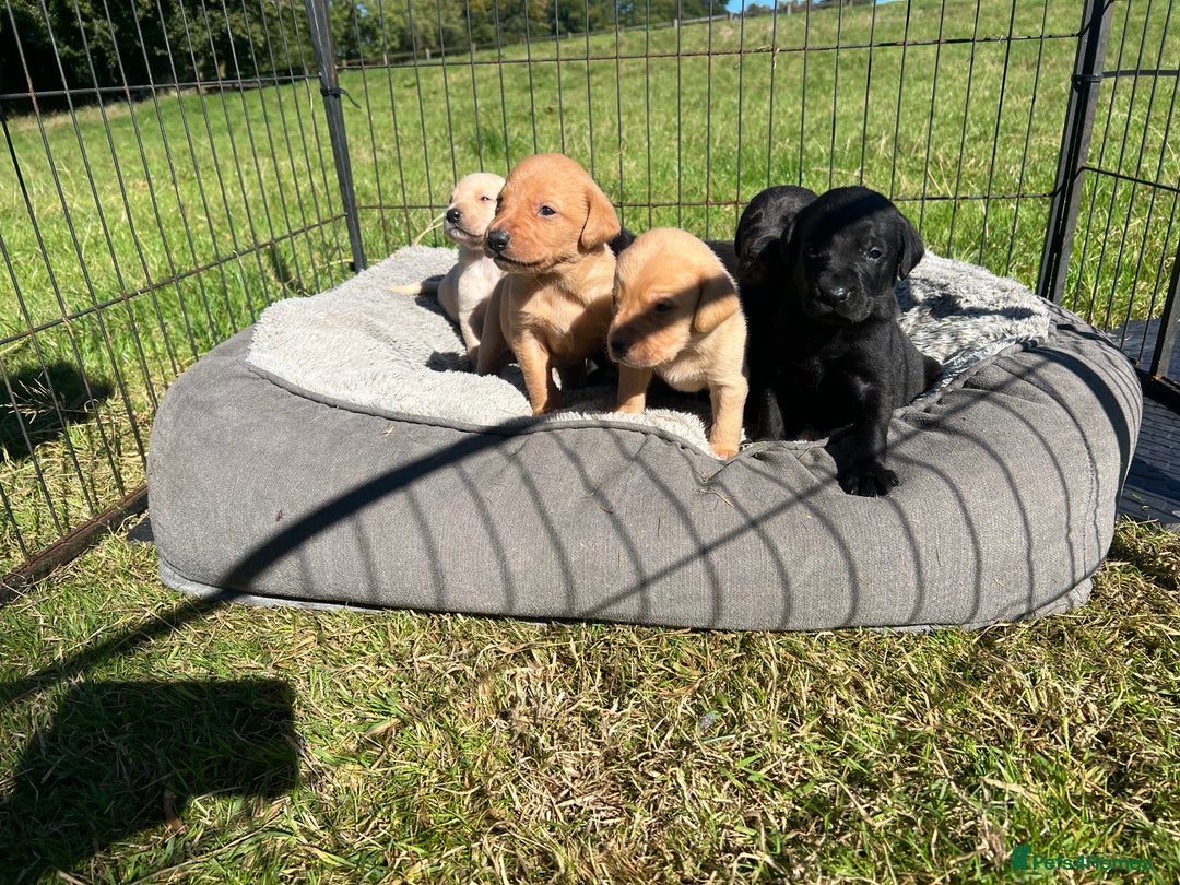 Labrador Retriever dogs for sale: Pedigree KC Reg Labrador puppies - Image 1
