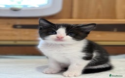 Mixed Breed cats for sale: 🐾 Adorable Kittens For Forever Homes 🐾  - Image 23