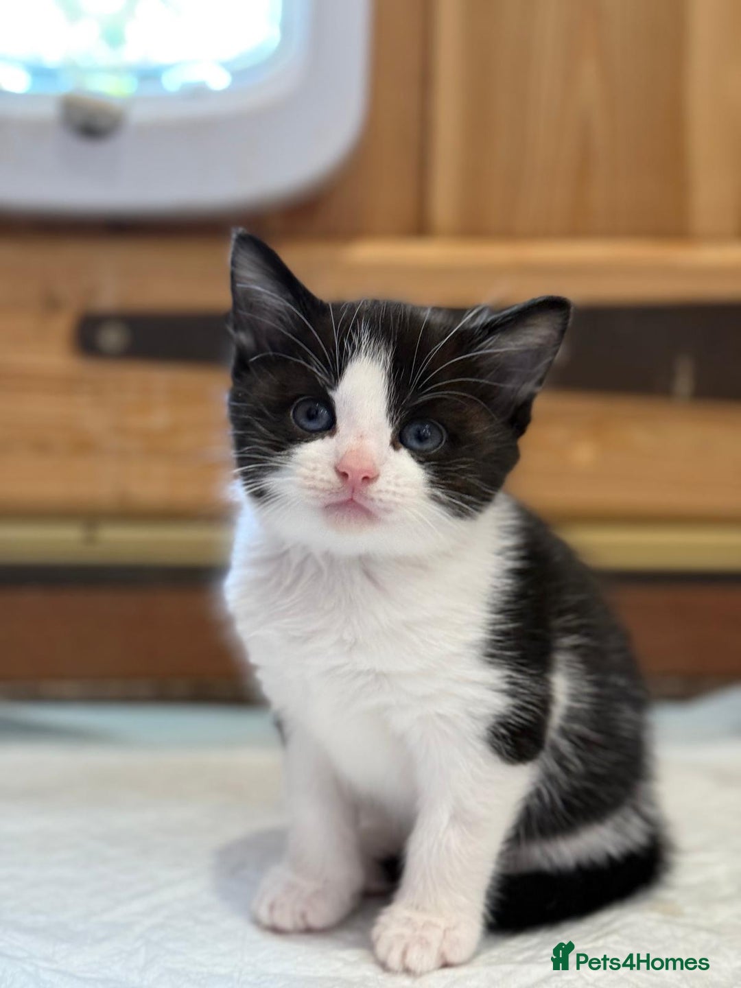 Mixed Breed cats for sale: 🐾 Adorable Kittens For Forever Homes 🐾  - Image 23