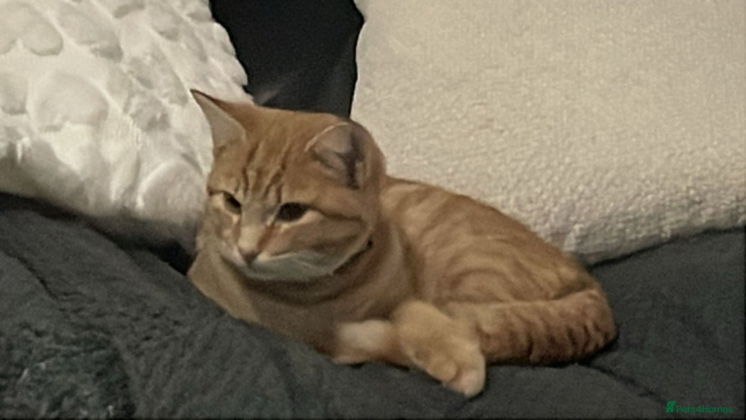 Maine Coon cats for sale: Maine coon mix  - Advert 15