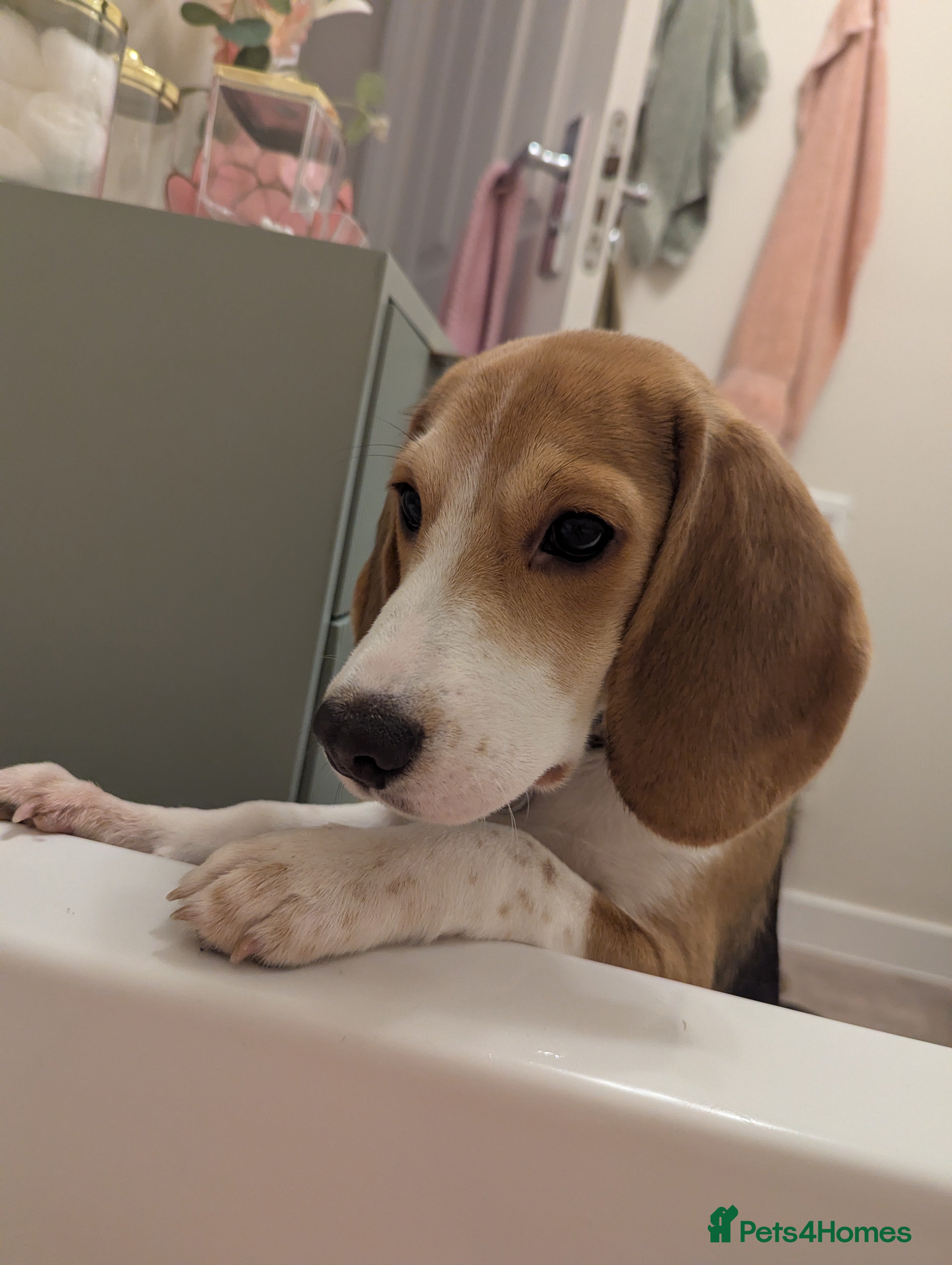 Beagle dogs Beagle pup  - Advert 2