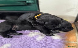 Labrador Retriever dogs for sale: Labrador puppies  - Image 3