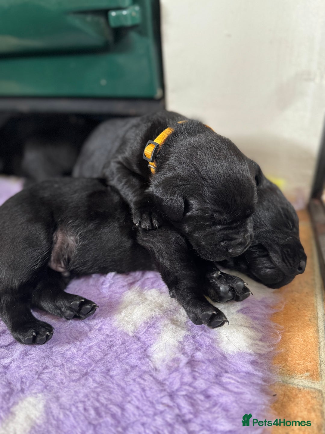 Labrador Retriever dogs for sale: Labrador puppies  - Image 3