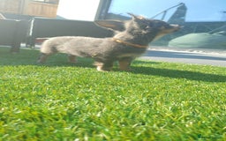 Chihuahua dogs for sale: 🐾Adorable Chihuahua Puppies Need 4ever Homes🐾 - Image 9