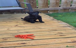 Mixed Breed dogs for sale: Puppy - Advert 1