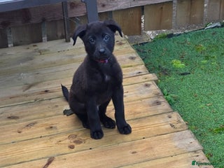 Mixed Breed dogs for sale: Puppy - Advert 1